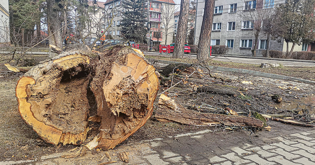 Barabás-Pál Hajnalka